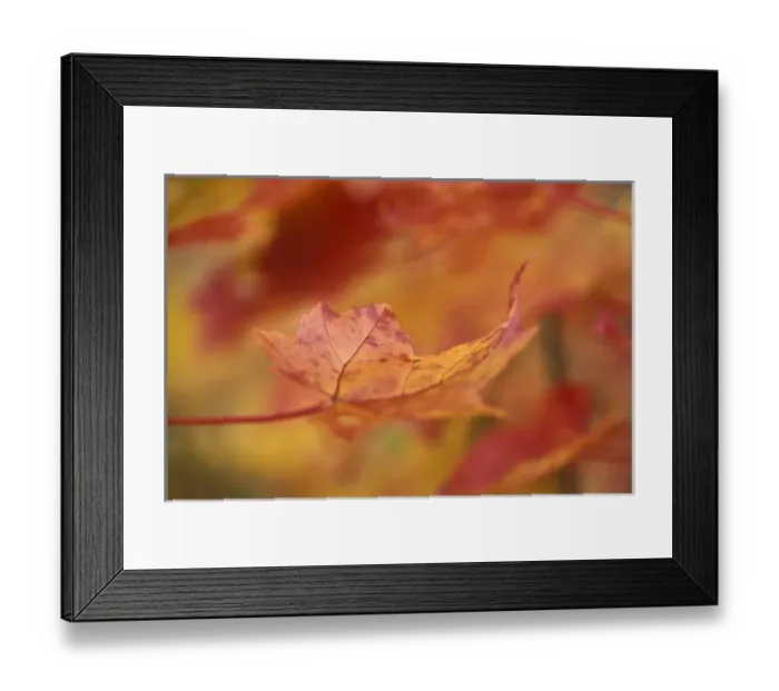 Framed Print : USA, Northeast, Red Maple Leaf in Fall Framed Print : USA, Northeast, Red Maple Leaf in Fall