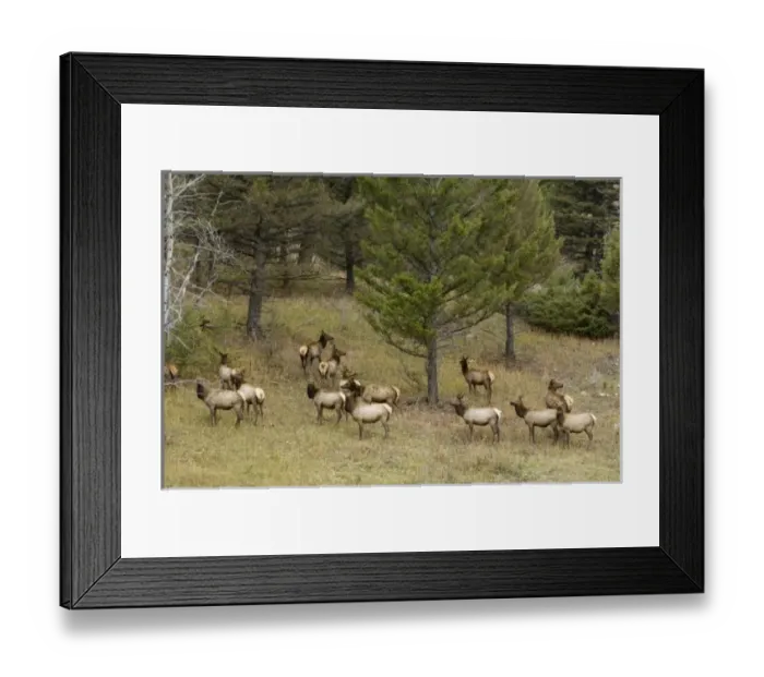 Framed Print : USA, North America, Wyoming Framed Print : USA, North America, Wyoming