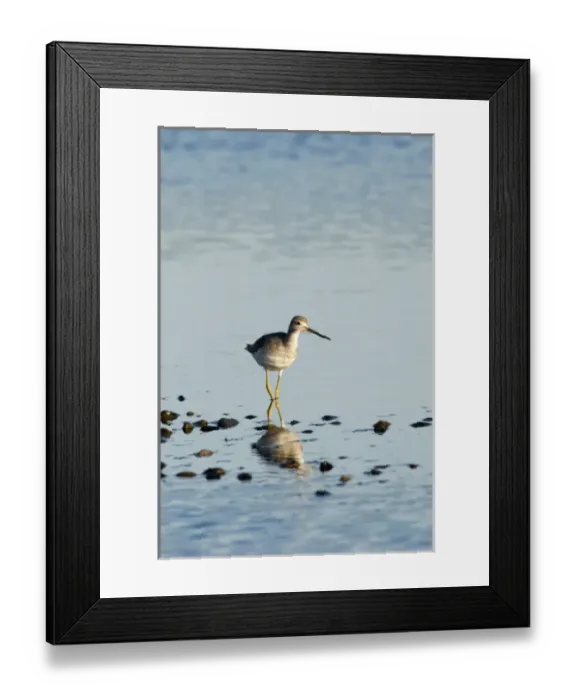 Framed Print : North America, USA, WA, Whidbey Island. Greater Yellowlegs (Tringa melanoleuca) adult non breeding Framed Print : North America, USA, WA, Whidbey Island. Greater Yellowlegs (Tringa melanoleuca) adult non breeding