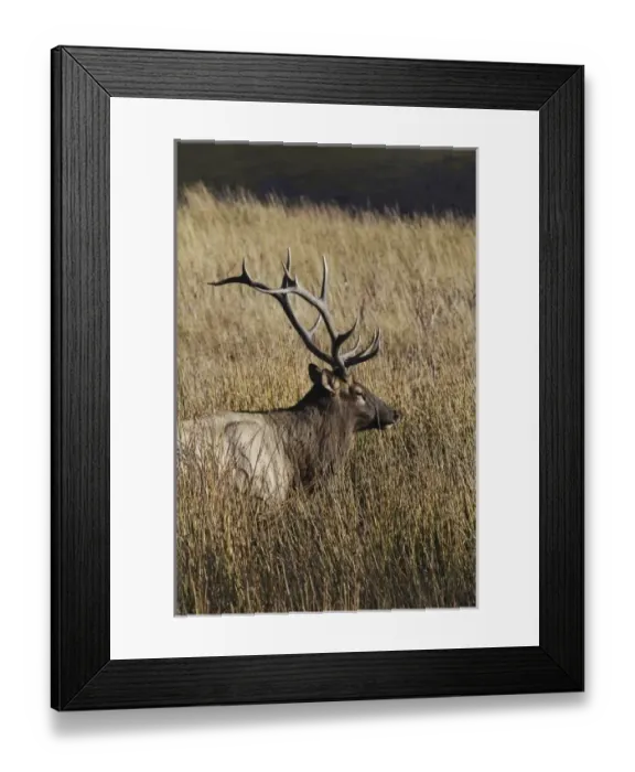 Framed Print : USA, North America, Wyoming Framed Print : USA, North America, Wyoming