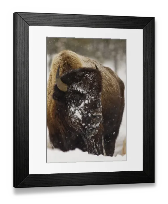 Framed Print : Bison in winter in Yellowstone National Park, Wyoming, USA Framed Print : Bison in winter in Yellowstone National Park, Wyoming, USA