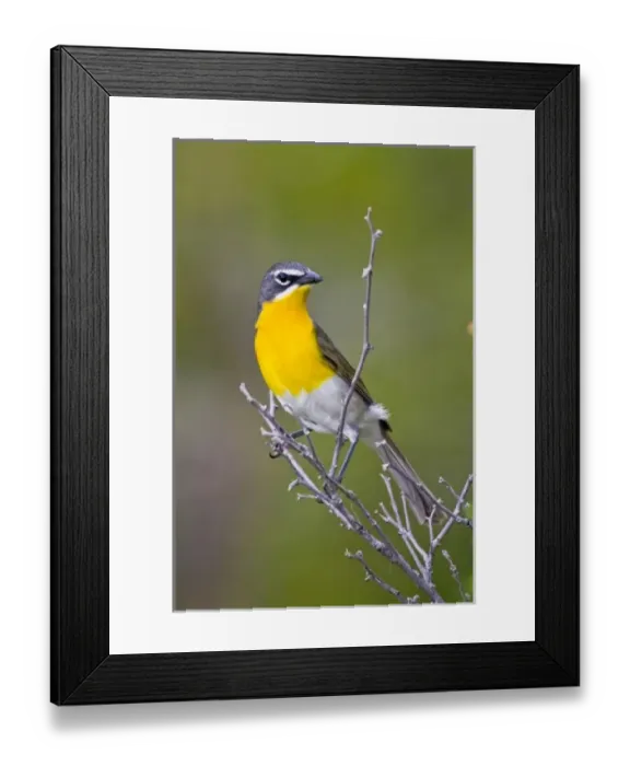Framed Print : USA, North America, Wyoming