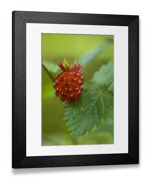 Framed Print : USA, North America, Washington Framed Print : USA, North America, Washington