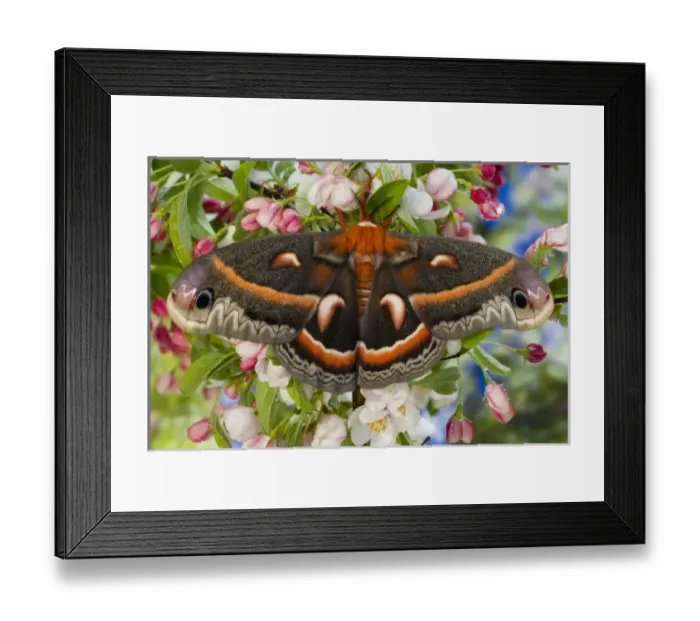 Framed Print : Sammamish, Washington North American Silk moth Cecropia, or the Red Robin Moth Framed Print : Sammamish, Washington North American Silk moth Cecropia, or the Red Robin Moth