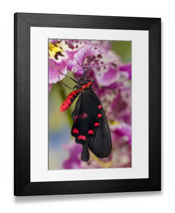 Framed Print : Sammamish, Washington Tropical Butterfly Photograph of Pachliota kotzebuea the pink Framed Print : Sammamish, Washington Tropical Butterfly Photograph of Pachliota kotzebuea the pink