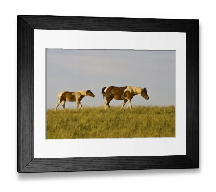 Framed Print : Feral Horse (Equus caballus) wild horse mare and colt in the high, sagebrush country east of Cody Framed Print : Feral Horse (Equus caballus) wild horse mare and colt in the high, sagebrush country east of Cody