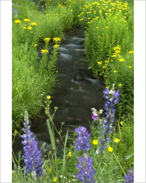 Stream lined by wildflower, Yellowstone NP