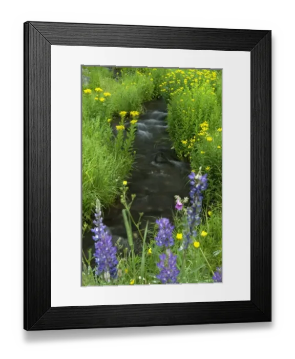 Framed Print : Stream lined by wildflower, Yellowstone NP Framed Print : Stream lined by wildflower, Yellowstone NP