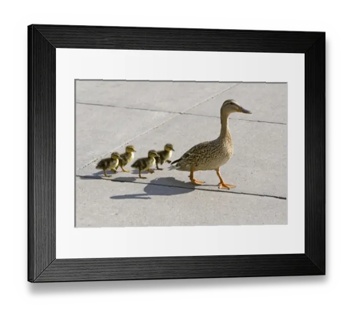 Framed Print : USA, North America, Wisconson