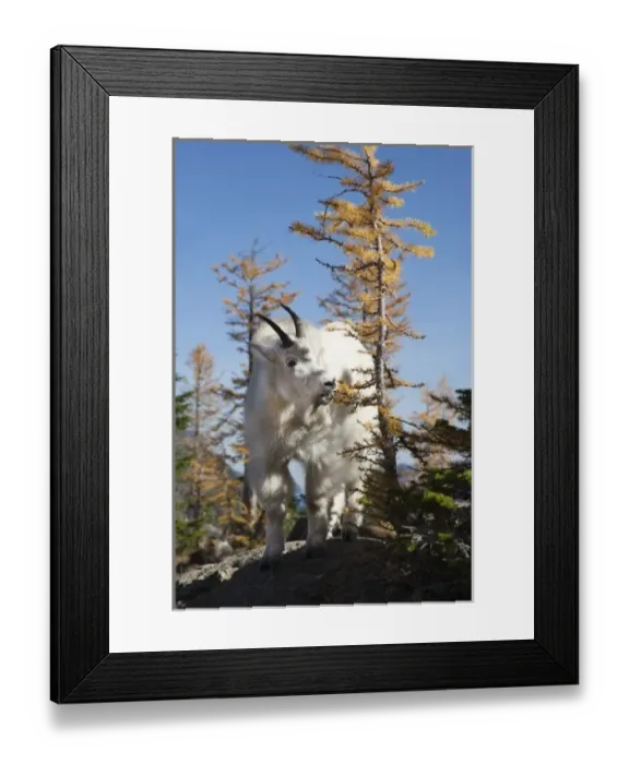 Framed Print : WA, Alpine Lakes Wilderness, mountain goat Framed Print : WA, Alpine Lakes Wilderness, mountain goat