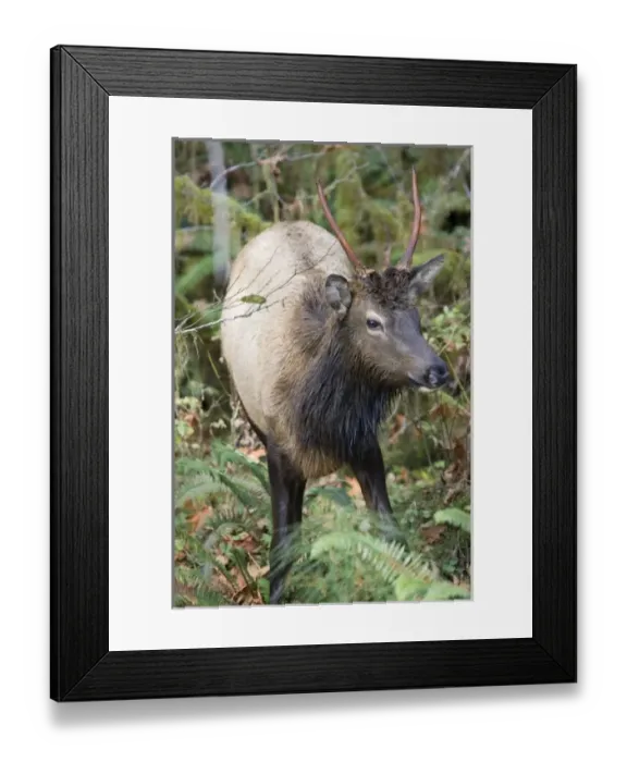 Framed Print : USA, North America, Washington Framed Print : USA, North America, Washington