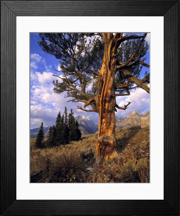 Framed Print : USA, Wyoming, Grand Teton NP. Early light accentuates the gnarled trunk of an old Framed Print : USA, Wyoming, Grand Teton NP. Early light accentuates the gnarled trunk of an old