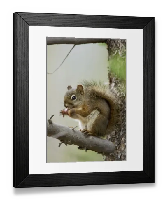 Framed Print : USA, North America, Wyoming