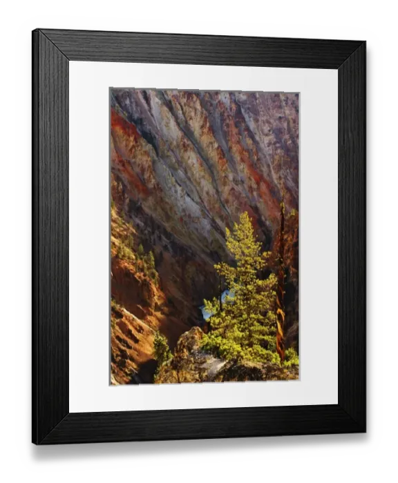 Framed Print : Lodgepole Pine and Grand Canyon of the Yellowstone, Yellowstone National Park, Wyoming Framed Print : Lodgepole Pine and Grand Canyon of the Yellowstone, Yellowstone National Park, Wyoming