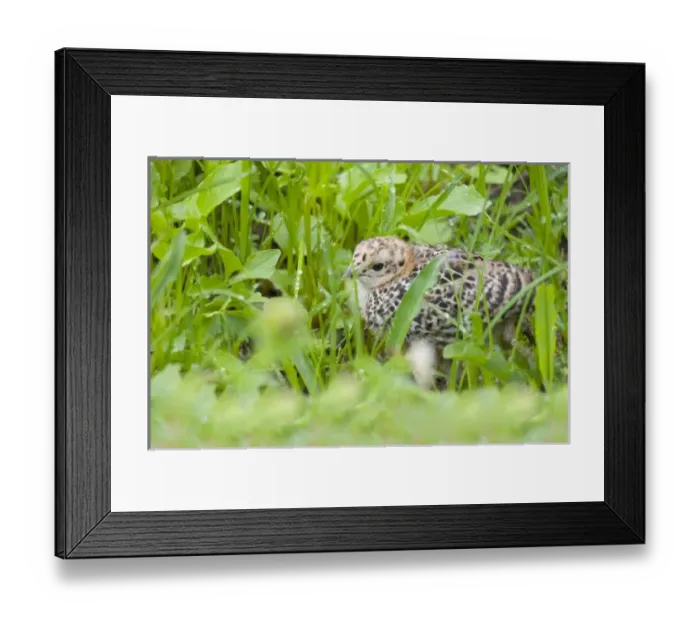 Framed Print : USA, North America, Washington