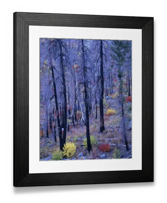 Framed Print : WA, Wenatchee NF, Tumwater Canyon, fire blackened pines and fall color Framed Print : WA, Wenatchee NF, Tumwater Canyon, fire blackened pines and fall color