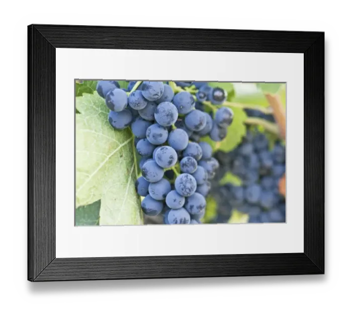 Framed Print : USA, WA, Yakima Valley, Syrah Grapes (Selective Focus) Framed Print : USA, WA, Yakima Valley, Syrah Grapes (Selective Focus)