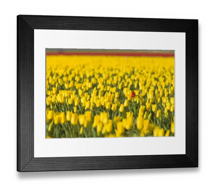 Framed Print : USA, North America, Washington
