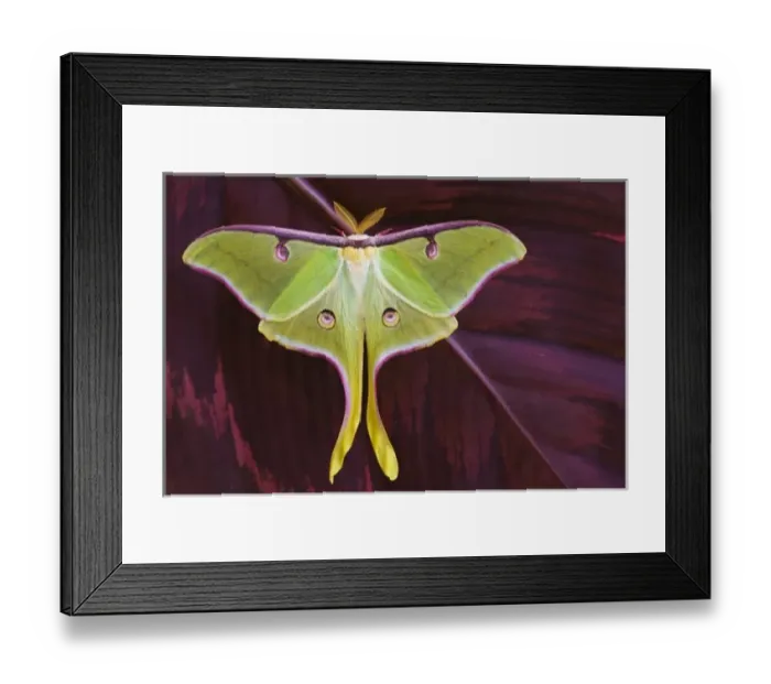Framed Print : USA, North America, Washington Framed Print : USA, North America, Washington