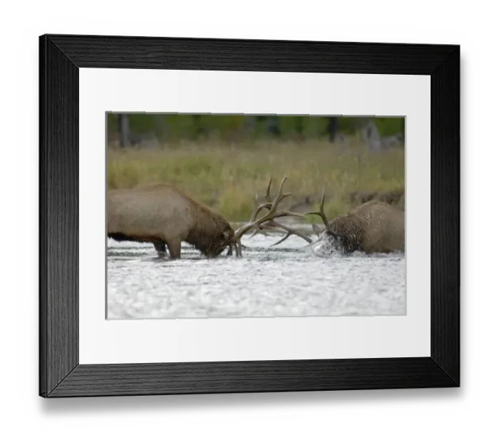Framed Print : Elk Bulls fighting, Yellowstone NP, Wyoming Framed Print : Elk Bulls fighting, Yellowstone NP, Wyoming