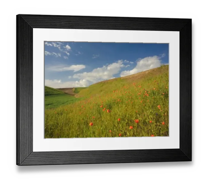 Framed Print : USA, Washington, Palouse. Wheat field in Washingtons rich Palouse farmland Framed Print : USA, Washington, Palouse. Wheat field in Washingtons rich Palouse farmland