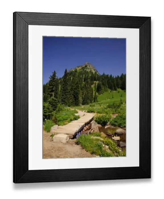 Framed Print : USA, Washington, Mt. Rainier. Summer wildflowers in full bloom in Mt. Rainier National Park Framed Print : USA, Washington, Mt. Rainier. Summer wildflowers in full bloom in Mt. Rainier National Park