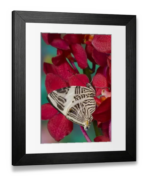 Framed Print : Sammamish Washington Tropical Butterflies photograph of the Colobura dirce, Zebra Framed Print : Sammamish Washington Tropical Butterflies photograph of the Colobura dirce, Zebra