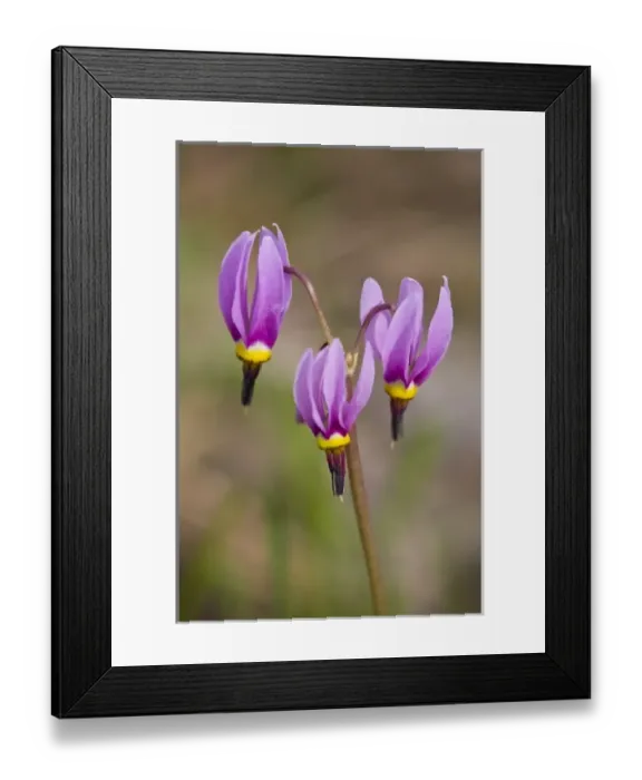 Framed Print : WA, Okanogan National Forest, Alpine Shooting Star (Jeffrey Shooting Star) wildflowers Framed Print : WA, Okanogan National Forest, Alpine Shooting Star (Jeffrey Shooting Star) wildflowers