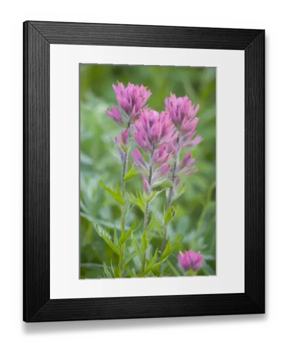 Framed Print : WA, Mount Rainier National Park, Magenta Paintbrush (Castilleja parviflora) Framed Print : WA, Mount Rainier National Park, Magenta Paintbrush (Castilleja parviflora)