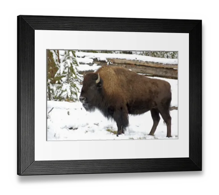 Framed Print : Wyoming. Bison in Yellowstone National Park Framed Print : Wyoming. Bison in Yellowstone National Park