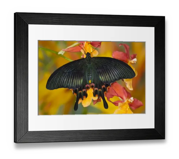 Framed Print : Sammamish, Washington Tropical Butterfly Photograph of Swallowtail Butterfly Papilio Framed Print : Sammamish, Washington Tropical Butterfly Photograph of Swallowtail Butterfly Papilio