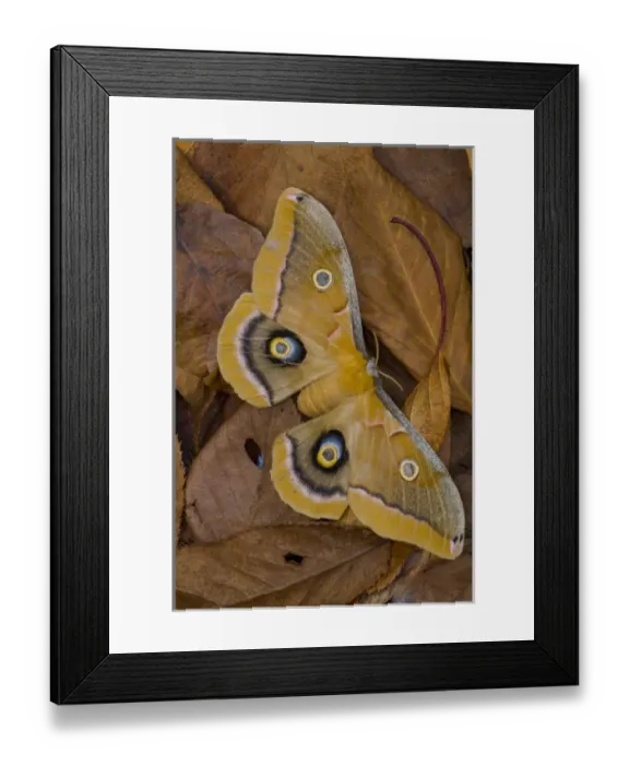 Framed Print : Sammamish, Washington silk moth Antheraea polyphemus from North America Framed Print : Sammamish, Washington silk moth Antheraea polyphemus from North America