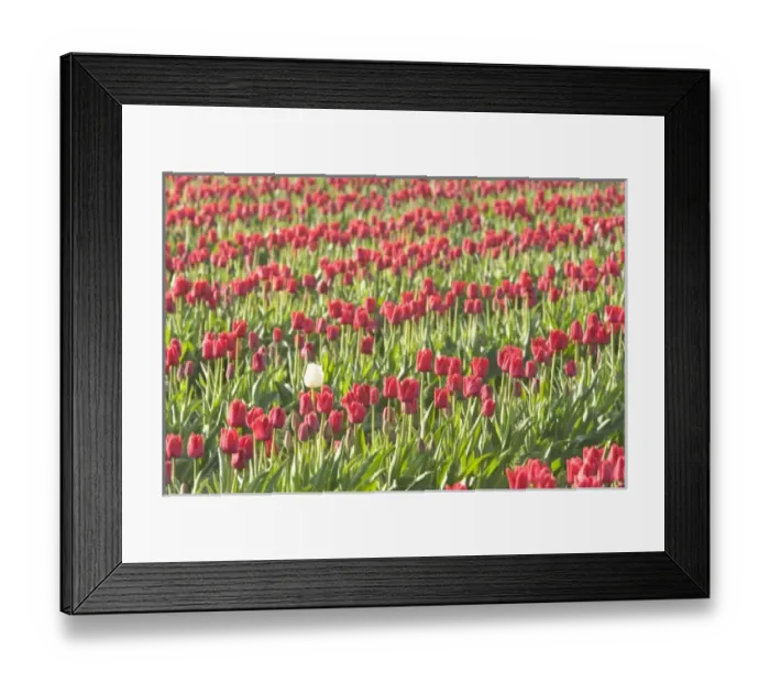 Framed Print : USA, North America, Washington Framed Print : USA, North America, Washington