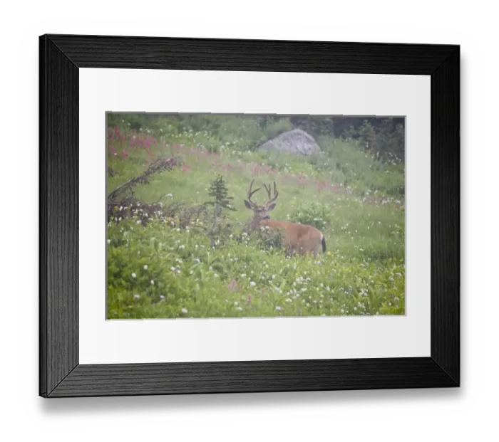 Framed Print : USA, North America, Washington