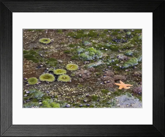 Framed Print : USA, North America, Washington Framed Print : USA, North America, Washington