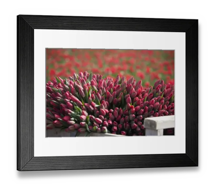 Framed Print : WA, Skagit Valley, Tulips cut and ready for market Framed Print : WA, Skagit Valley, Tulips cut and ready for market