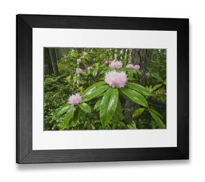 Framed Print : USA, Washington, Mt. Walker, Olympic National Forest, Coast Rhododendron / Pacific Rhododendron (Rhododendron macrophyllum) Framed Print : USA, Washington, Mt. Walker, Olympic National Forest, Coast Rhododendron / Pacific Rhododendron (Rhododendron macrophyllum)