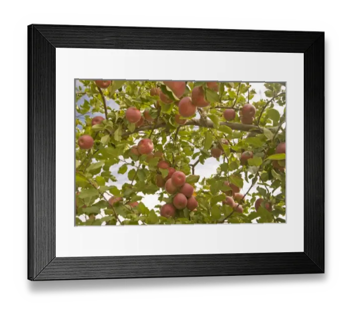 Framed Print : USA, North America, Washington Framed Print : USA, North America, Washington