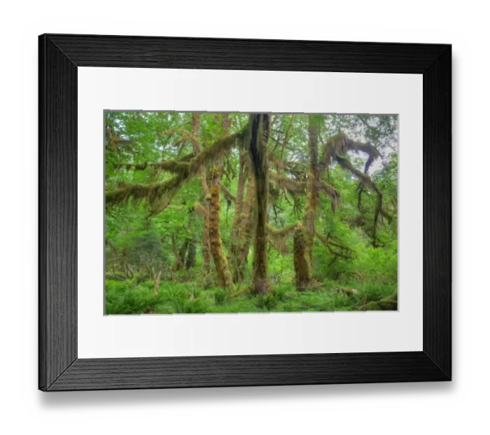 Framed Print : USA, Washington, Olympic National Park, Hoh Rain Forest, moss covered Big Leaf Maple