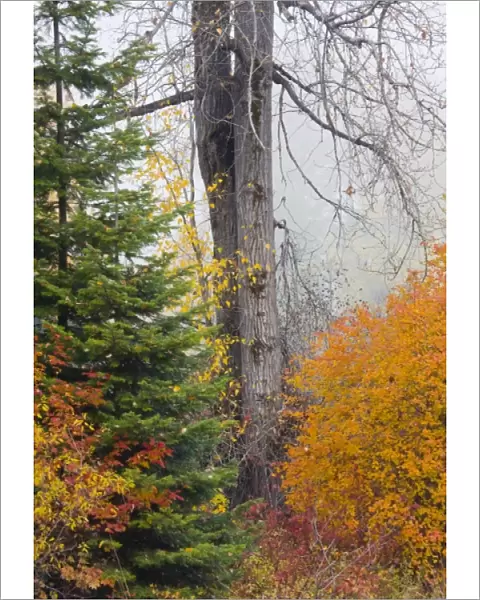 WA, Wenatchee National Forest, Black Cottonwood tree and colorful autumn foliage