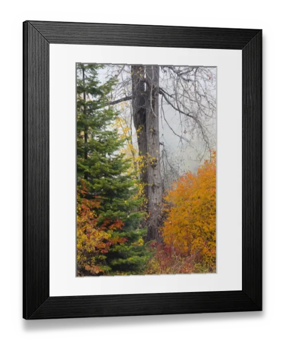 Framed Print : WA, Wenatchee National Forest, Black Cottonwood tree and colorful autumn foliage Framed Print : WA, Wenatchee National Forest, Black Cottonwood tree and colorful autumn foliage