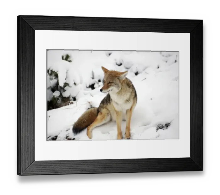 Framed Print : USA, North America, Wyoming Framed Print : USA, North America, Wyoming
