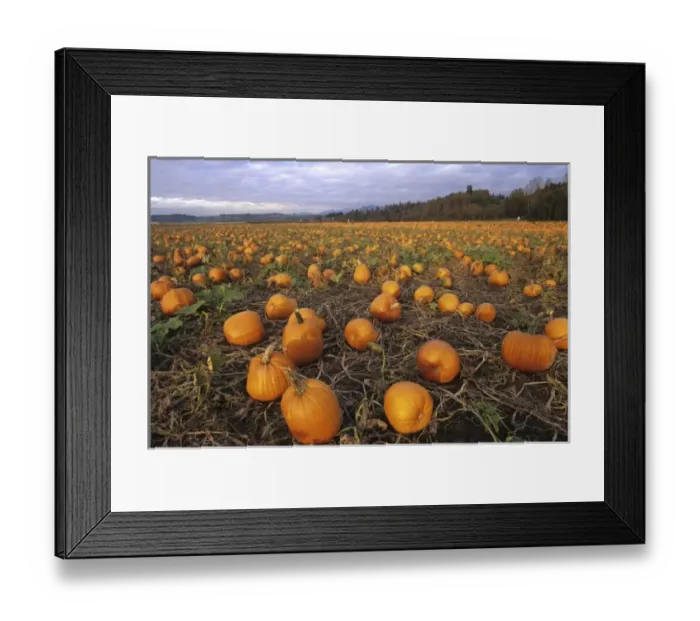Framed Print : USA, Washington, Snohomish. Pumpkin patch
