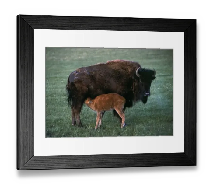 Framed Print : North America, USA, Yellowstone National Park. A bison (Bison bison) mother and nursing calf Framed Print : North America, USA, Yellowstone National Park. A bison (Bison bison) mother and nursing calf
