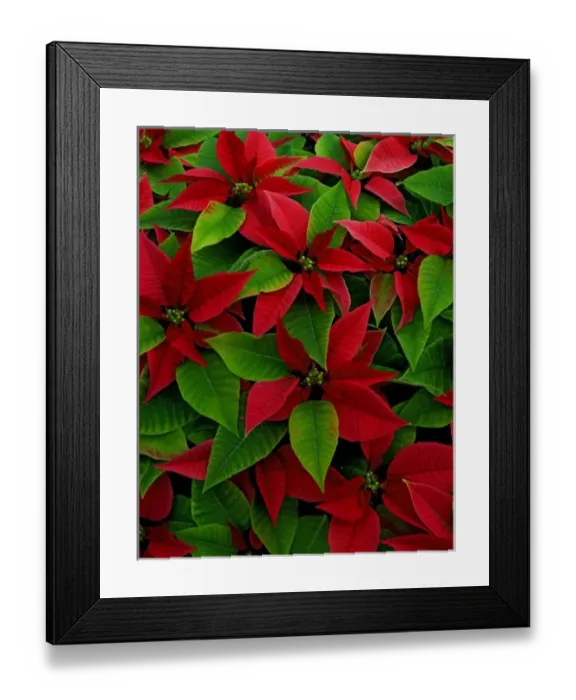 Framed Print : USA, Red poinsettia flowers with green leaves Framed Print : USA, Red poinsettia flowers with green leaves
