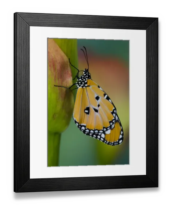 Framed Print : Sammamish Washington Tropical Butterflies photograph of Danaus chrysippus the Common Framed Print : Sammamish Washington Tropical Butterflies photograph of Danaus chrysippus the Common