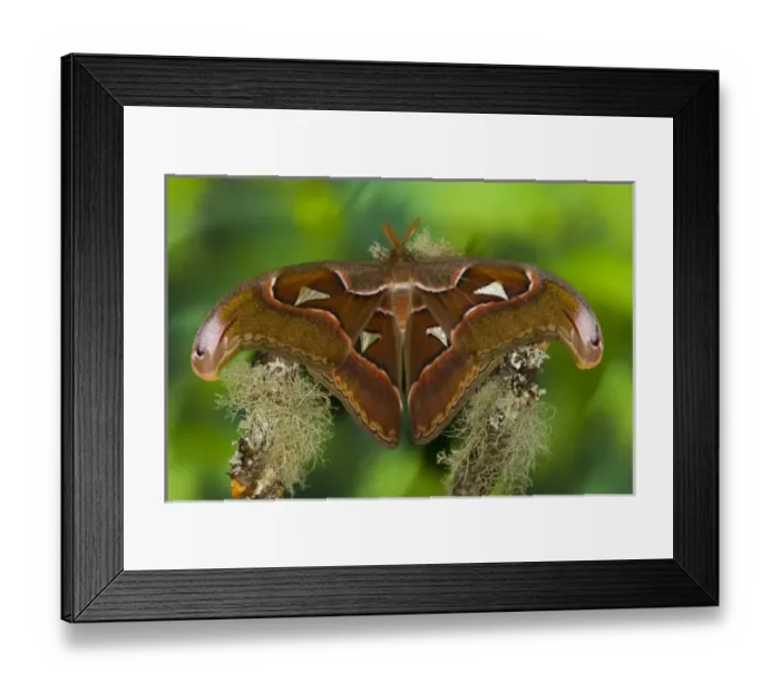 Framed Print : USA, North America, Washington Framed Print : USA, North America, Washington