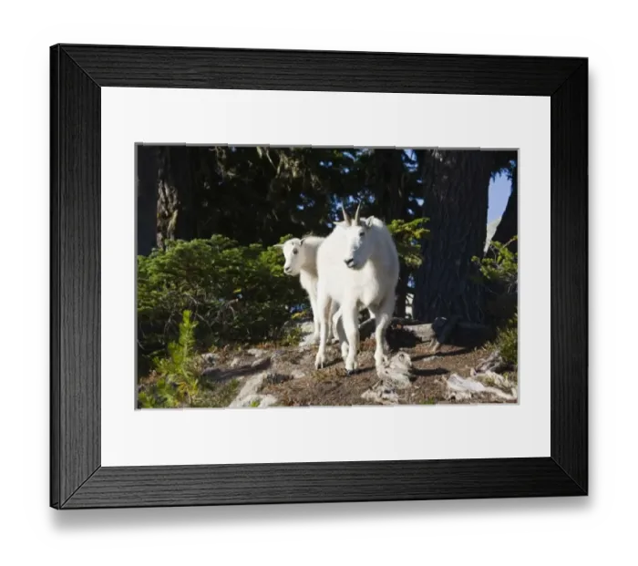 Framed Print : WA, Alpine Lakes Wilderness, Mountain Goats (Oreamnos americanus), Nanny goat and kid