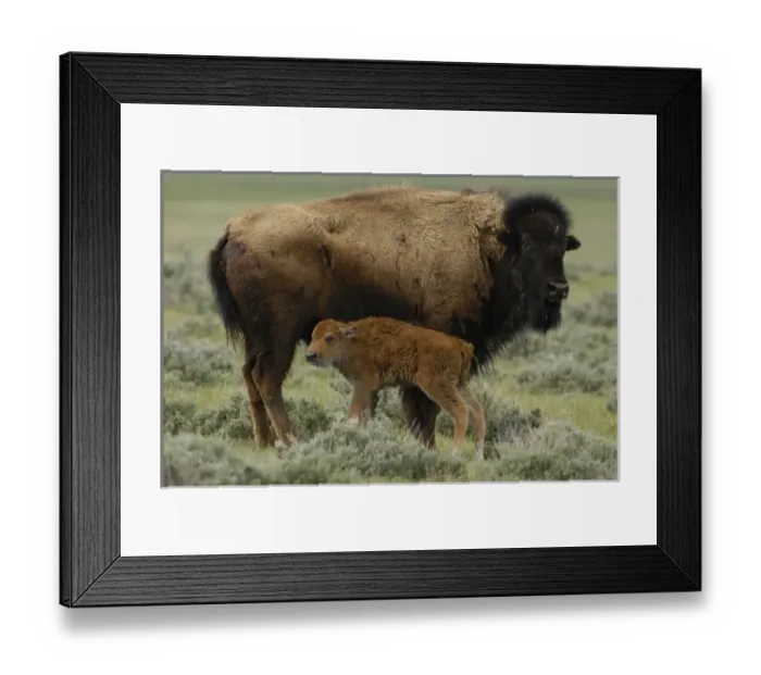 Framed Print : USA, North America, Wyoming
