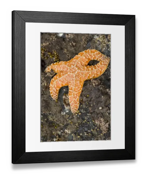 Framed Print : USA, North America, Washington Framed Print : USA, North America, Washington